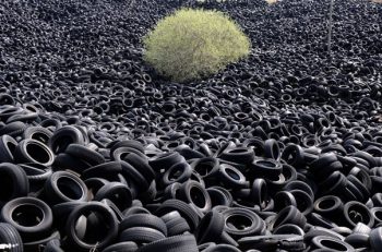 arvore-cresce-no-meio-de-pneus