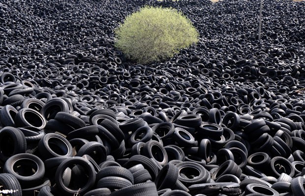 arvore-cresce-no-meio-de-pneus