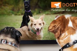 dogtv